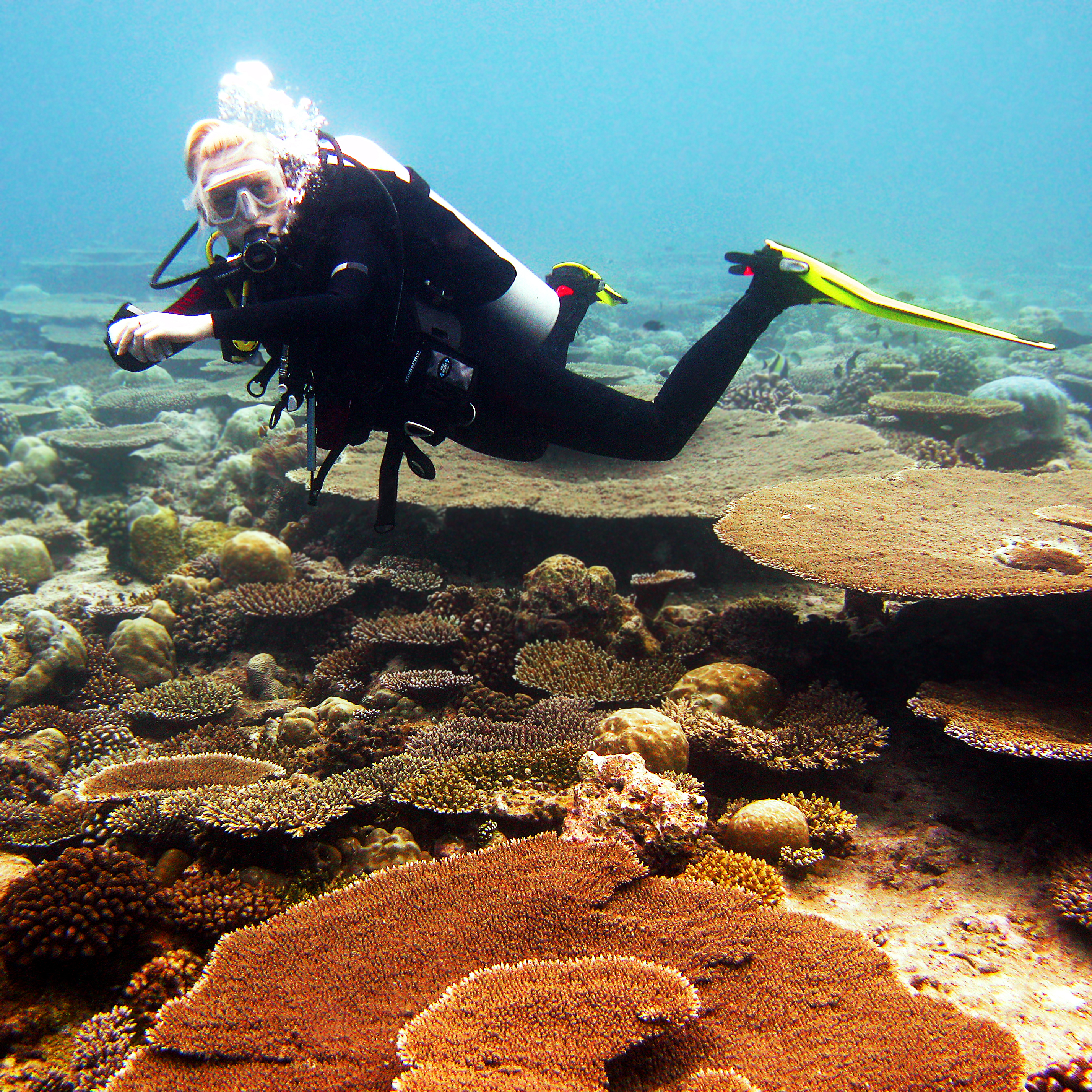 A scuba diver exploring a reef in clear blue water in the Maldives